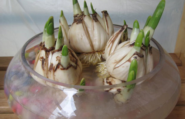 水仙花10.jpg