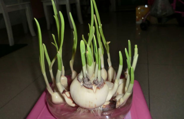 水仙花11.jpg