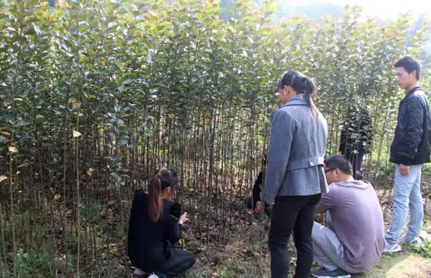 园艺防治.jpg