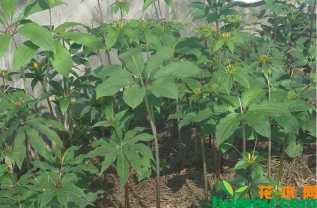 四川重楼种植技术