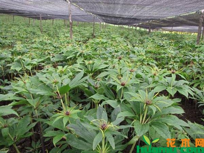 四川重楼种植基地实拍.jpg