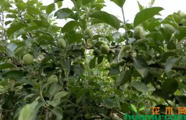 果树膨大期施肥应该注意什么？