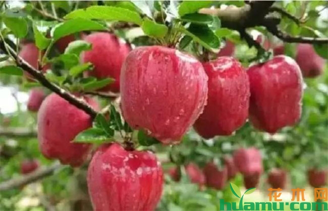 果树膨大期施肥应该注意什么? 果树膨大期施肥应该注意什么?