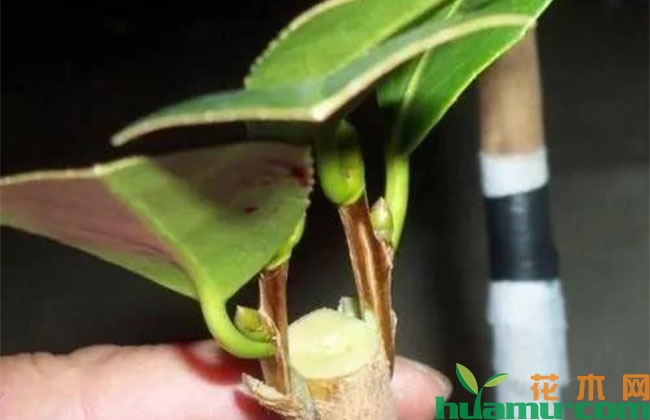 最近很火的“网红”苗木嫁接法