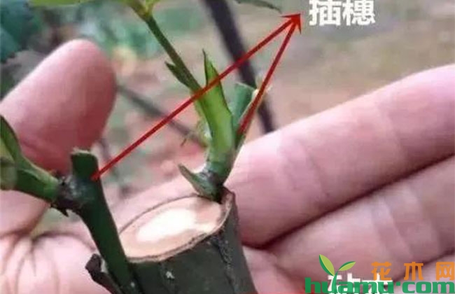 最近很火的“网红”苗木嫁接法 最近很火的“网红”苗木嫁接法
