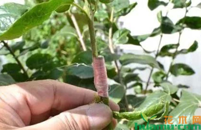 最近很火的“网红”苗木嫁接法 最近很火的“网红”苗木嫁接法