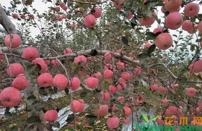 果树膨大期施肥应该注意什么? 果树膨大期施肥应该注意什么?