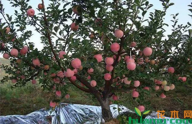 果树膨大期施肥应该注意什么? 果树膨大期施肥应该注意什么?