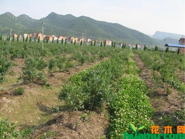 蓝莓种植基地图片.jpg