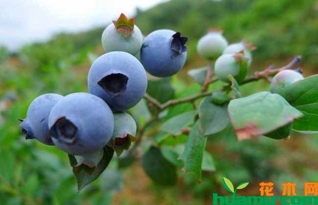 蓝莓种植实拍图片.jpg