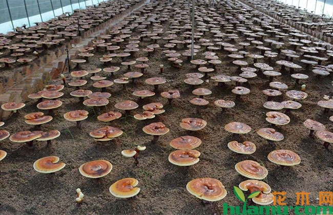 灵芝种植技术方法