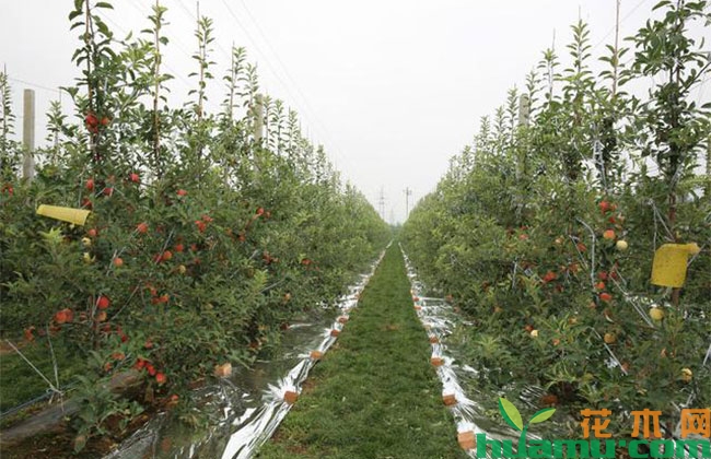 果树种植有哪些注意事项? 果树种植有哪些注意事项?