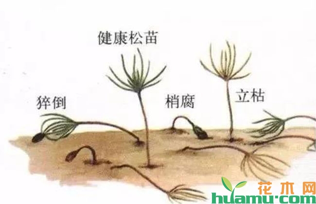 梅雨季节苗木猝倒病防治技术 梅雨季节苗木猝倒病防治技术