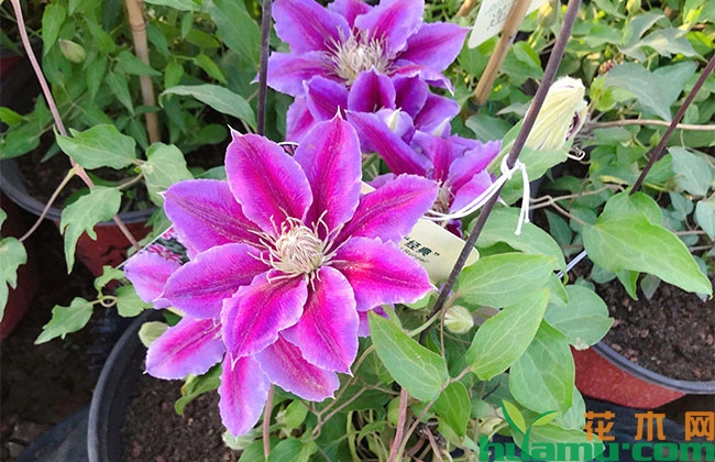 铁线莲不开花怎么办?