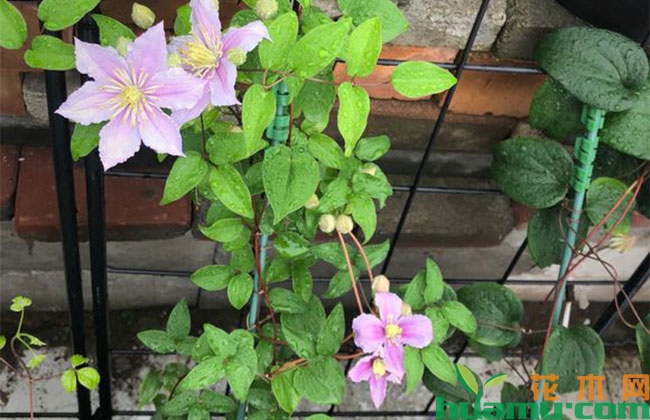 铁线莲种植方法 铁线莲种植方法