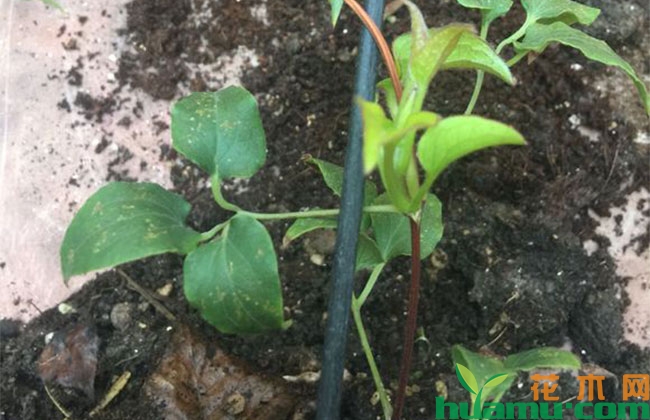 铁线莲种植方法 铁线莲种植方法