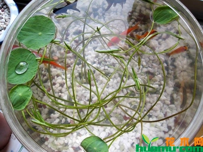 碗莲的种植图片