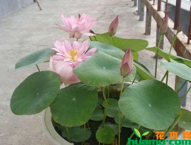 碗莲的种植方法图片