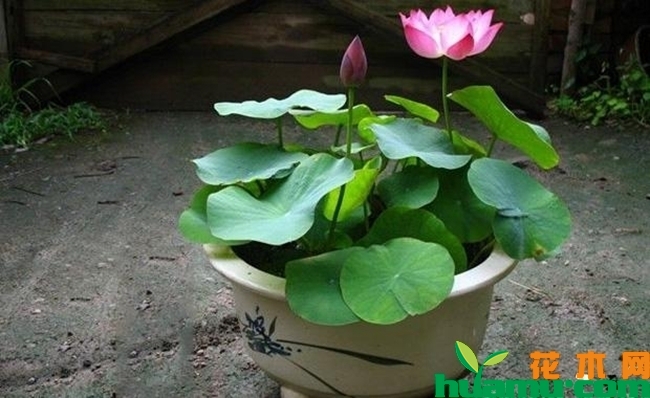 碗莲的种植方法高清图片