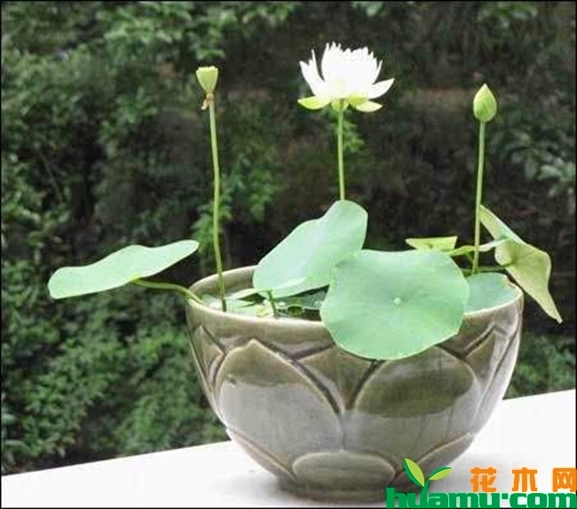 碗莲的种植实拍图