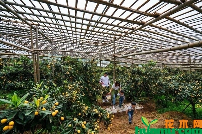 枇杷种植基地实拍图片.jpg
