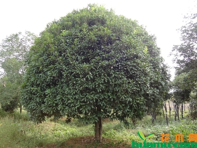 八月桂花树种植技术