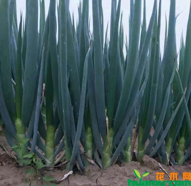 日本大葱种植技术