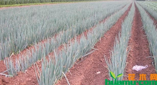 日本大葱种植实拍图片