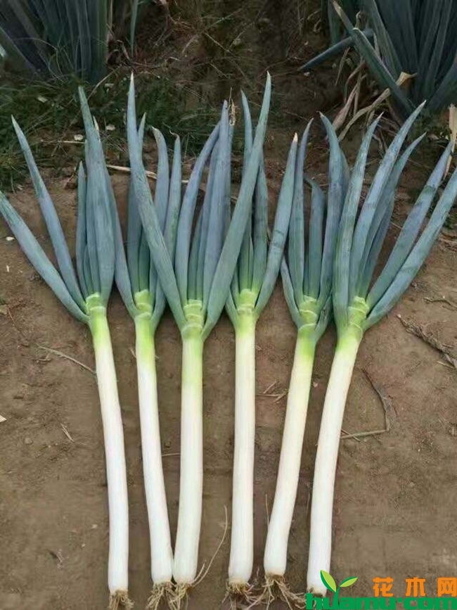 日本铁杆大葱种植技术