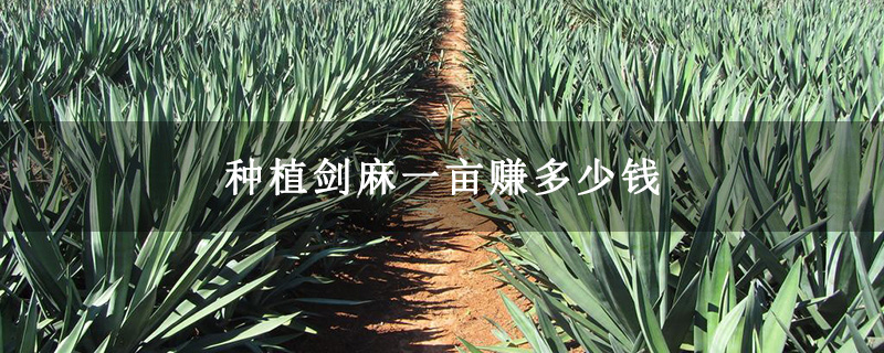 种植剑麻一亩赚多少钱