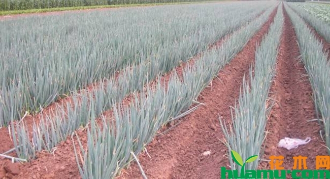 日本铁杆大葱种植技术