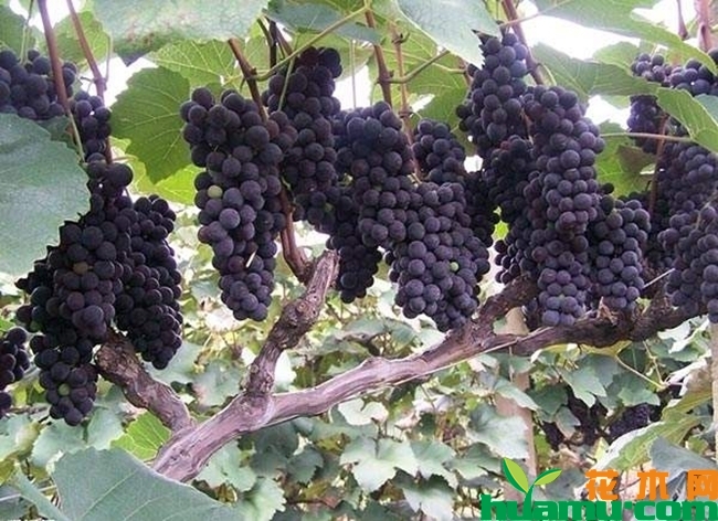 夏黑葡萄种植基地实拍.jpg