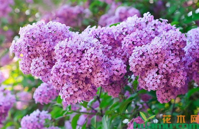 四季丁香种植技术 四季丁香种植技术