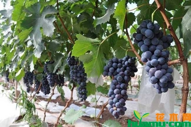 夏黑葡萄种植实拍图片.jpg