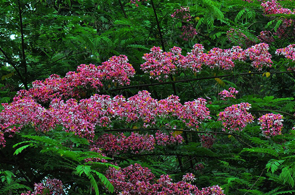 开花树