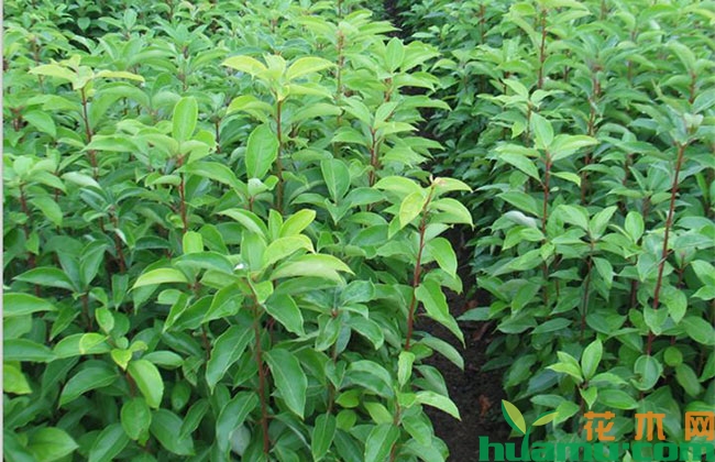 香樟树怎么种植? 香樟树怎么种植?