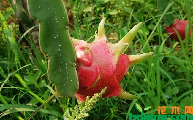 火龙果种植技术