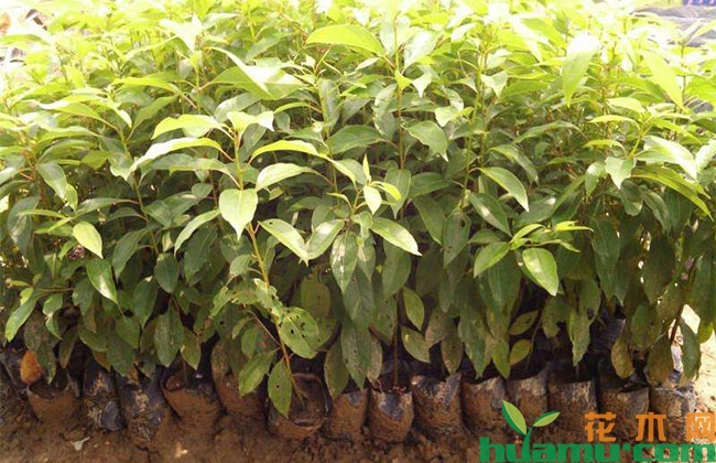 香樟树怎么种植? 香樟树怎么种植?