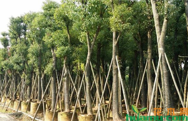 香樟树怎么种植? 香樟树怎么种植?