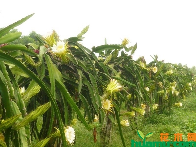火龙果种植技术
