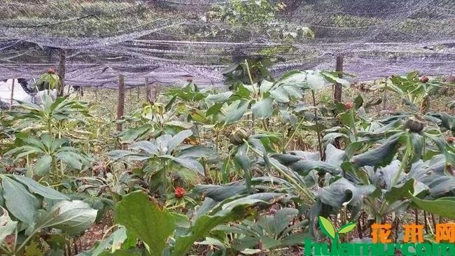 重楼种植基地实拍.jpg