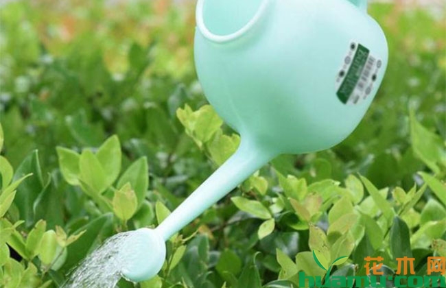 夏季养花拒绝“半截水”，让花卉长得更好