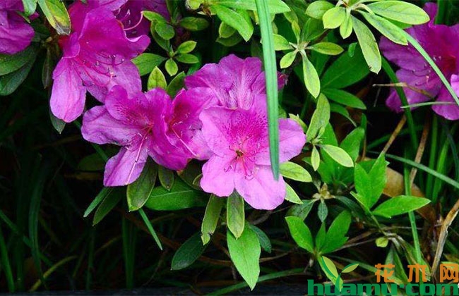 夏季养花拒绝“半截水”,让花卉长得更好 夏季养花拒绝“半截水”,让花卉长得更好