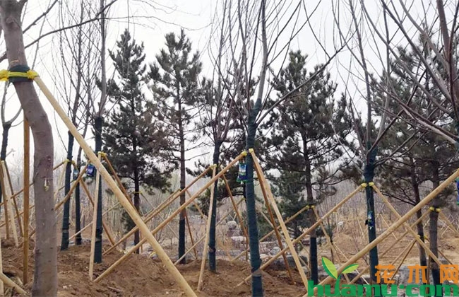 反季节栽植苗木这些技术要点要知道