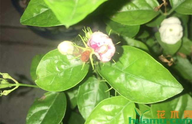 夏季花卉浇水有哪些讲究? 夏季花卉浇水有哪些讲究?