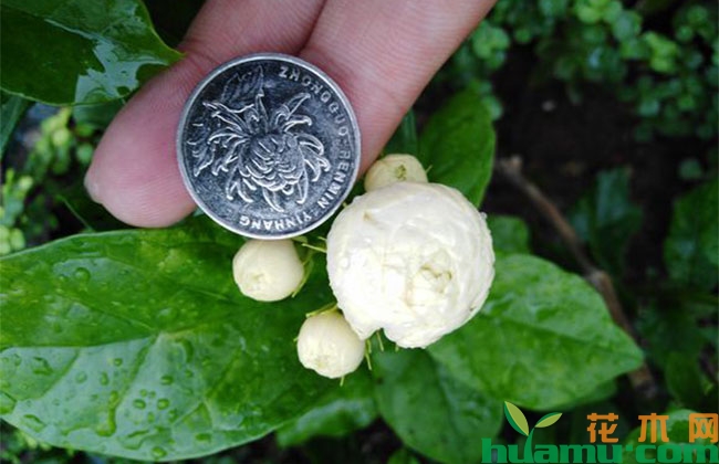 夏季花卉浇水有哪些讲究? 夏季花卉浇水有哪些讲究?