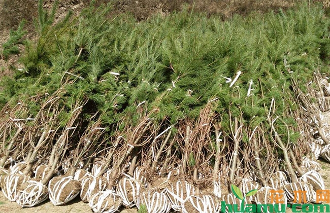 栽植苗木