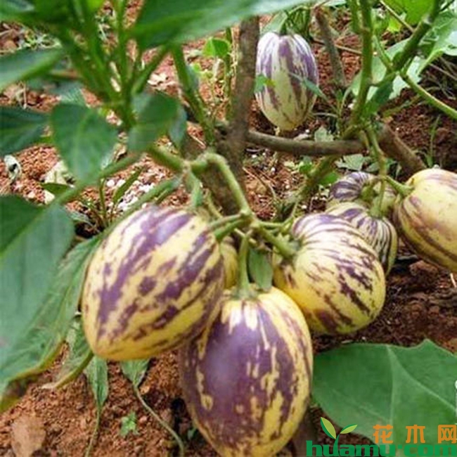 人参果的种植方法