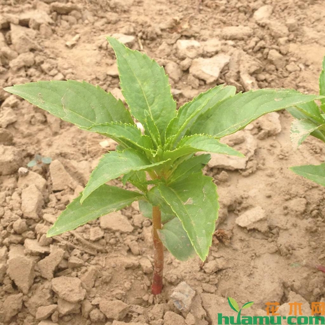 凤仙花幼苗种植图片.jpg