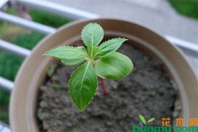 盆栽凤仙花的种植方法